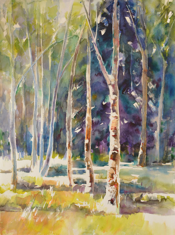 Award winning watercolor painting aspen trees with pine trees 40x32.
